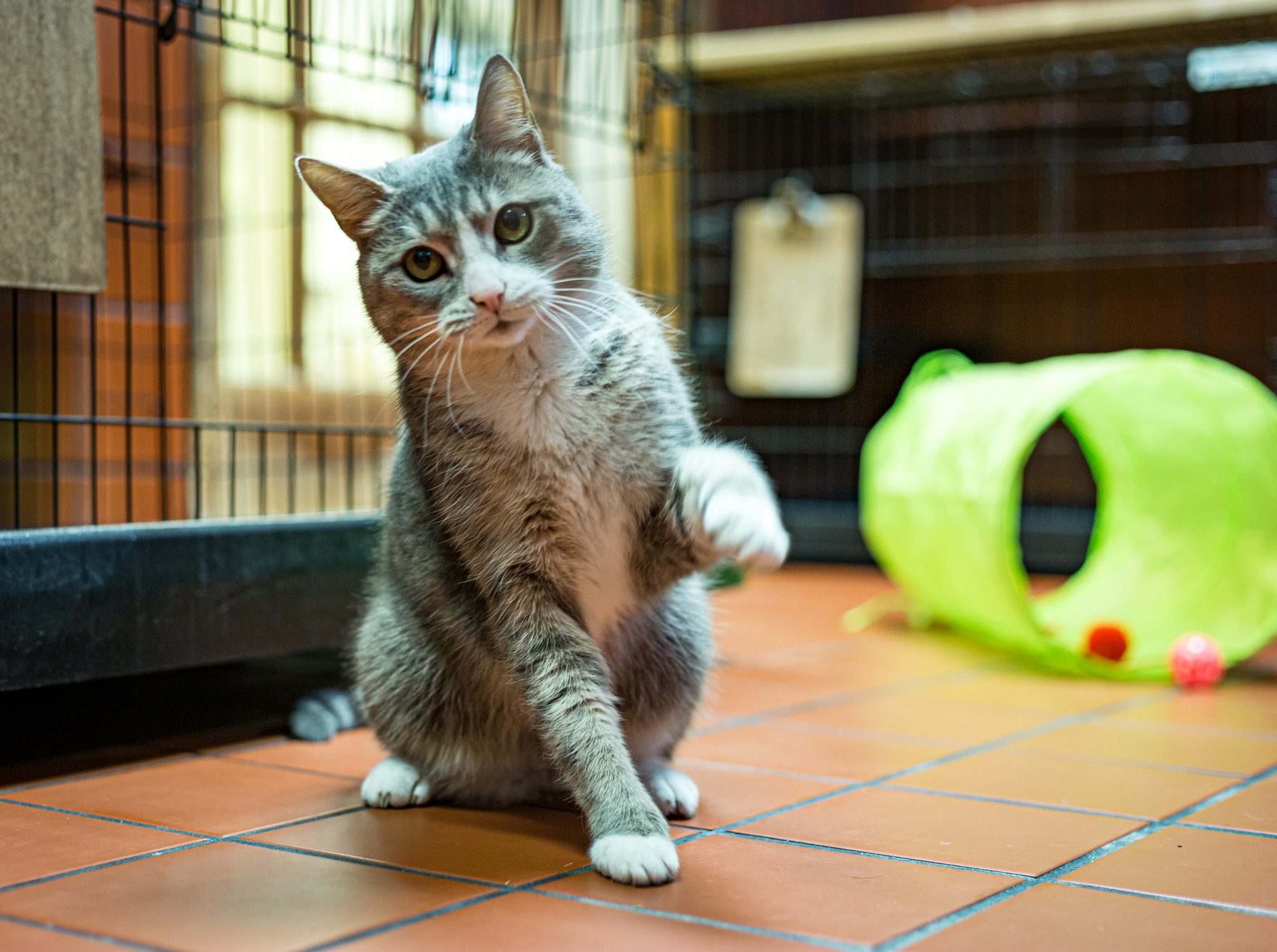 Boarding Anchors Kennel