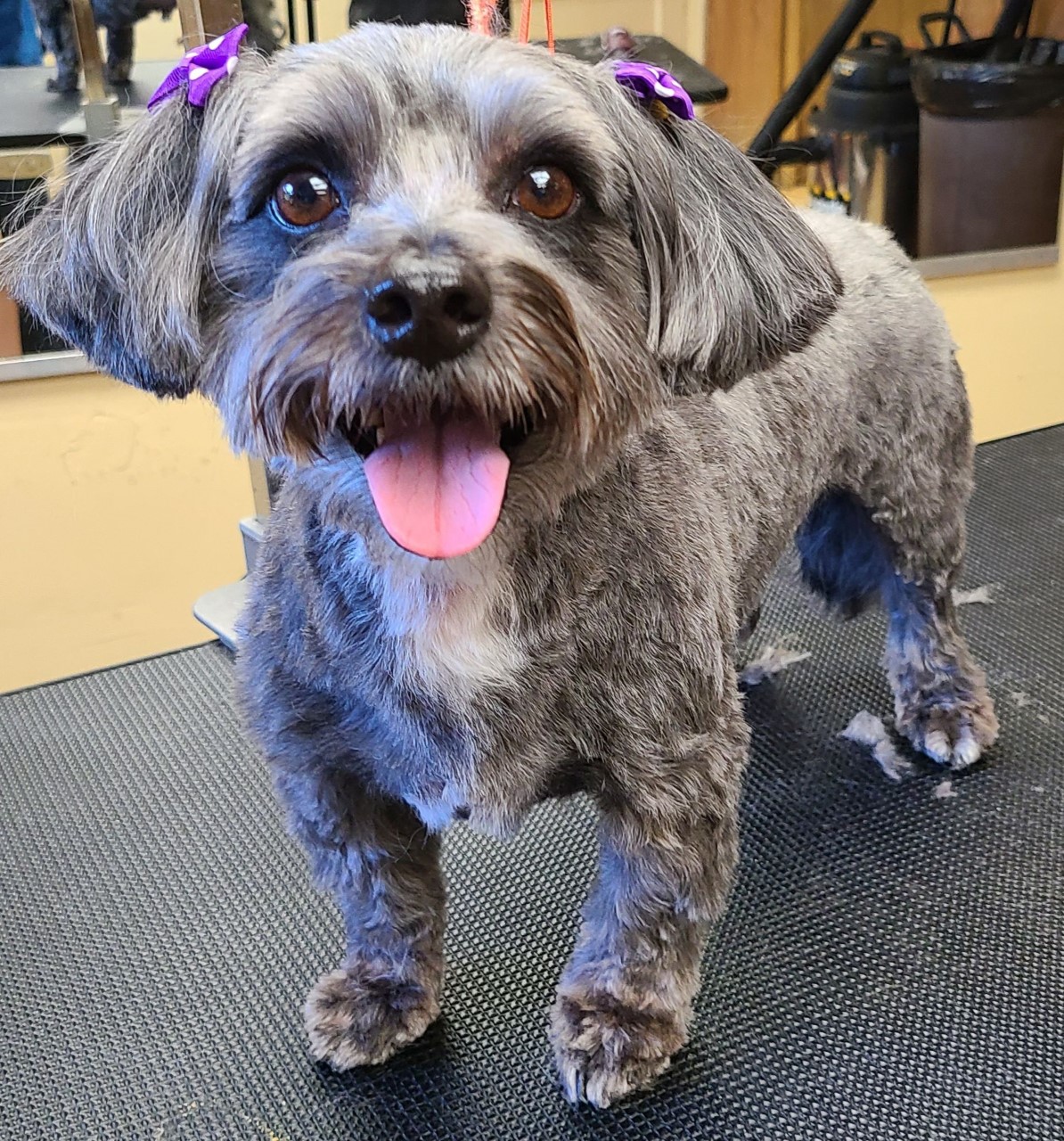 Grooming Anchors Kennel